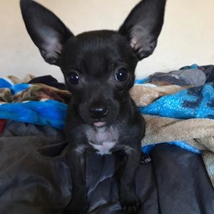 Meet your Posher, Abraham